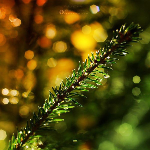 В тебе самом есть тишина, есть святилище, куда ты в любое время можешь удалиться, чтобы побыть самим ... - 5