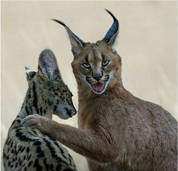 , ,    
