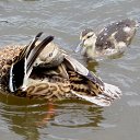 ���� Lina, ������ - ��������� 28 ��� 2016 � ������ ������ �������