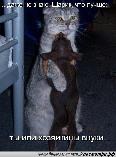 Без кота и жизнь не та - 24 марта 2016 в 13:34