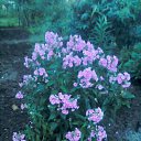 ���� Makaterine, �������, 54 ���� - ��������� 17 ���� 2016 � ������ �odabade�