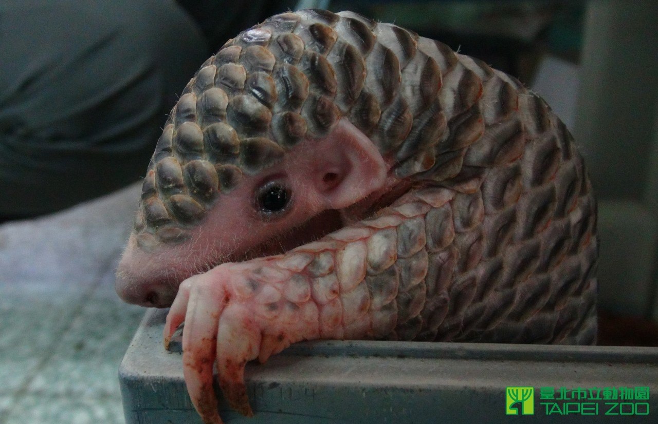      . Taipei Zoo,    (), ... - 4
