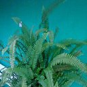 ���� Makaterine, �������, 54 ���� - ��������� 17 ���� 2016 � ������ �odabade�