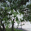  Maksim, , 60  -  16  2016    