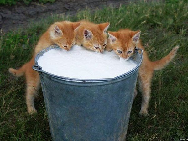 Коты-воришки, пойманные с поличным - 6