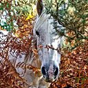 ���� ��������, �������, 42 ���� - ��������� 4 ������� 2016