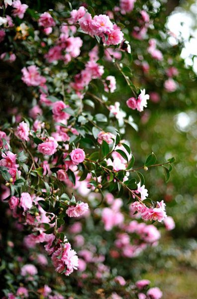  .  http://office.dlya-cvetov.ru/2015/mnogoletnie-rasteniya/