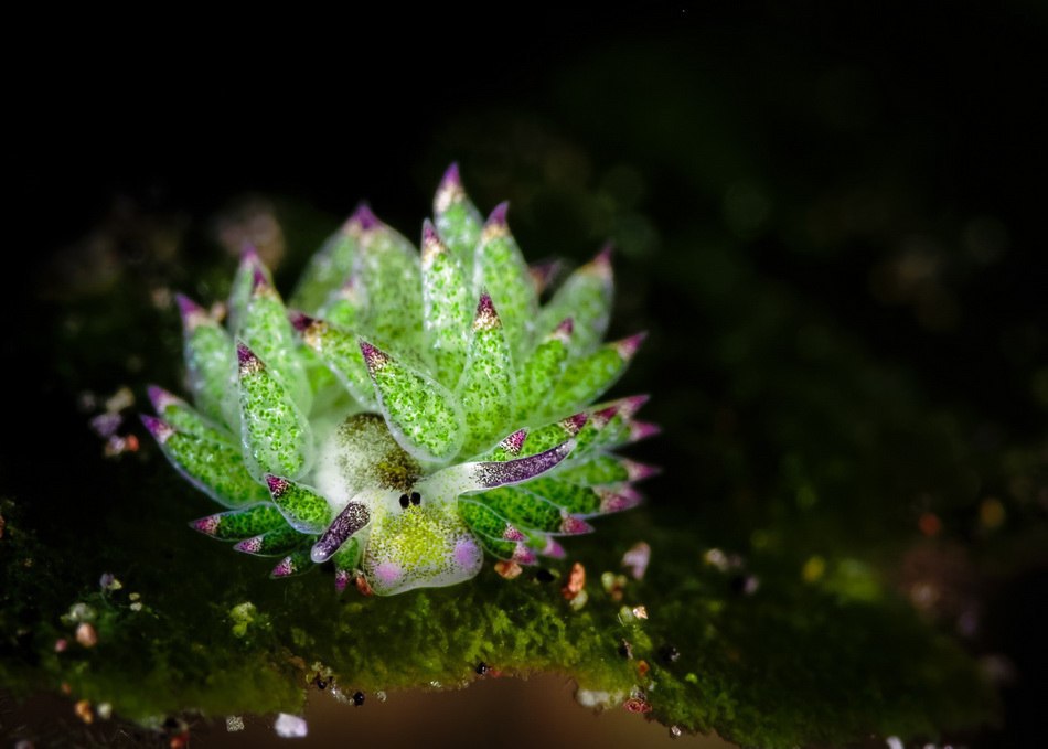  o oo  -  Costasiella Kuroshimae   o o. ... - 7