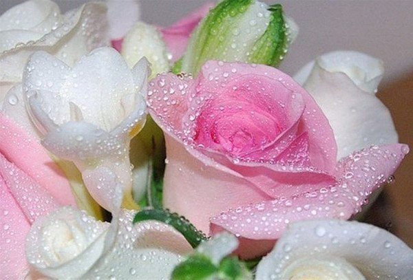  ,  ...-  ,    .... , ...
