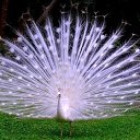  Sergeyi, , 43  -  31  2016