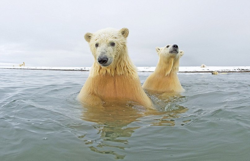    .  Steven Kazlowski    Arctic National ... - 6