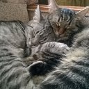 ���� ���������, ������, 37 ��� - ��������� 10 ���� 2016 � ������ ���� ����������