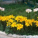 ���� �������, ������, 71 ��� - ��������� 3 ���� 2016 � ������ ���� ����������