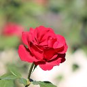 ���� Sezai, �����, 66 ��� - ��������� 9 ���� 2016 � ������ �Roses�