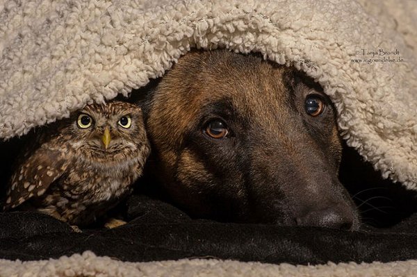 Собака и сова,которые не могут жить друг без друга.... Сложно представить, что собака и сова могут ... - 4