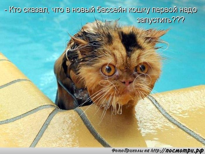 Без кота и жизнь не та - 24 марта 2016 в 13:08