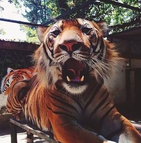 В мире животных - 29 июня 2016 в 13:50