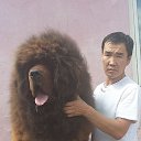 ���� Amgaa Kharsor, ����-�����, 52 ���� - ��������� 17 ���� 2016 � ������ ���� ����������