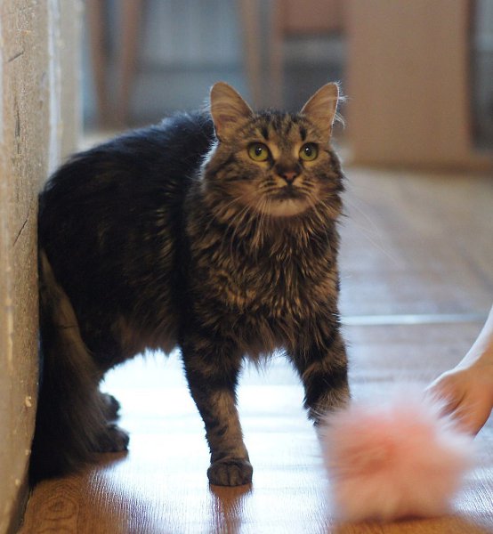 #котизм_доброта #питер@catism #ленобл@catism.Санкт-Петербург и областьКошка нордической ... - 5