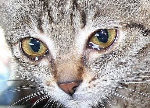 Не обижайте животных... Они тоже плачут...(((