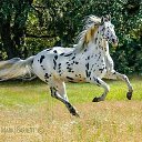 ���� Intiqam, ������������, 55 ��� - ��������� 22 ��� 2016