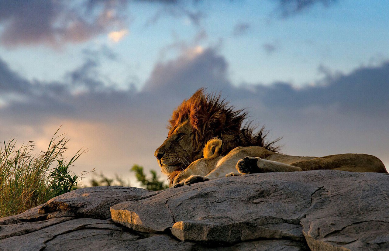 В мире животных - 11 марта 2016 в 14:33