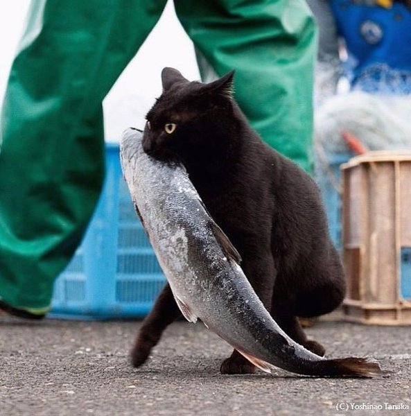 Коты-воришки, пойманные с поличным - 4