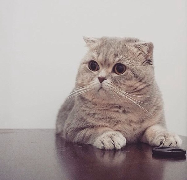 Без кота и жизнь не та - 13 марта 2016 в 08:30 - 3