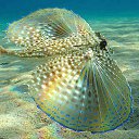 ���� Eric, ����, 61 ��� - ��������� 29 ������ 2016 � ������ �The beauty of the sea�