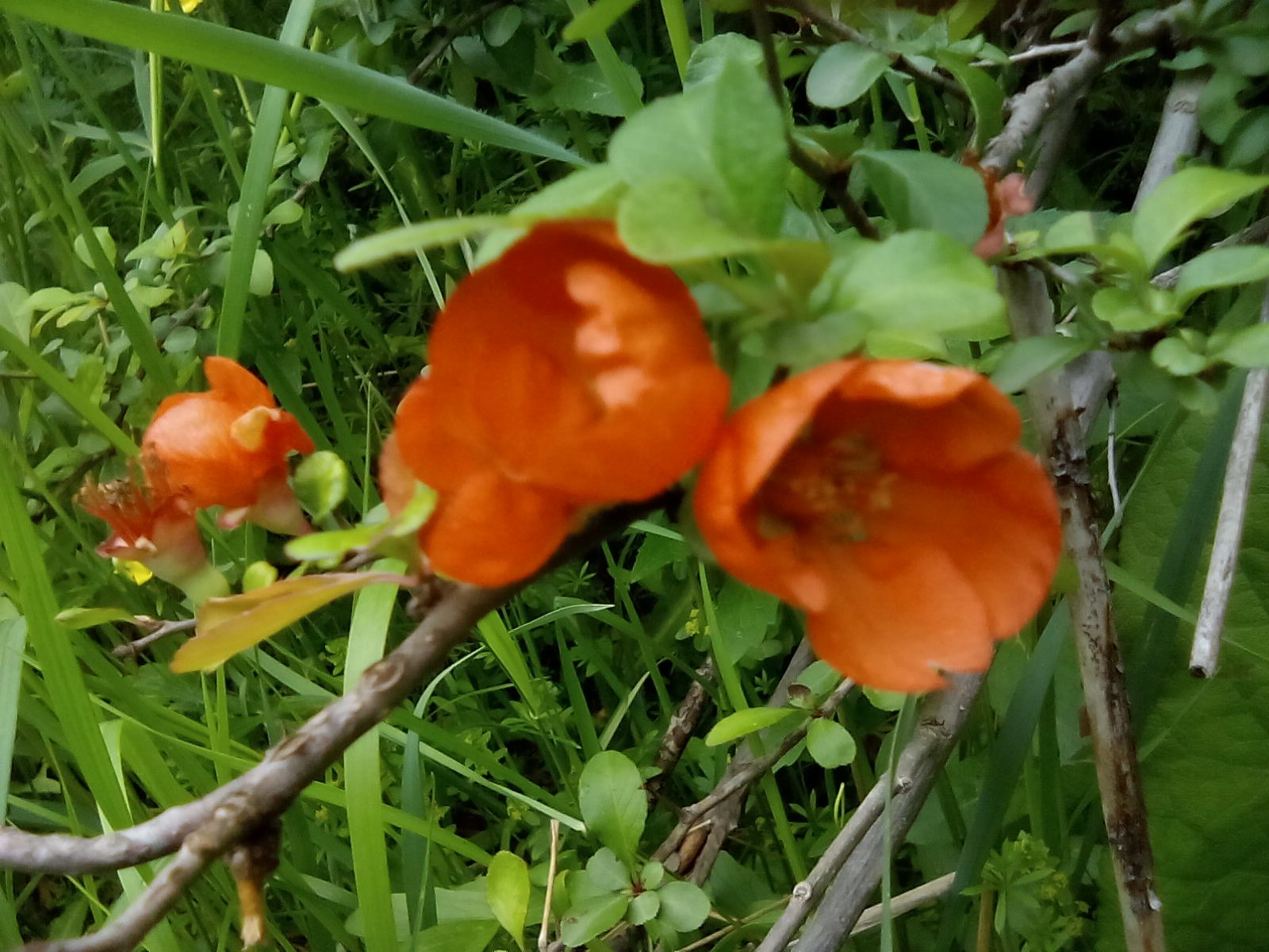 Ashot A Armenyan - 22 мая 2016 в 21:33