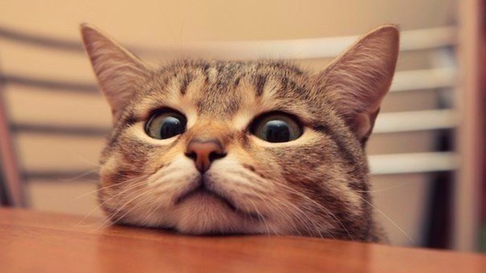 16 обязаностей кота по дому! 1. Кот должен защищать человека от комнатных растений. 2. Кот постоянно ...