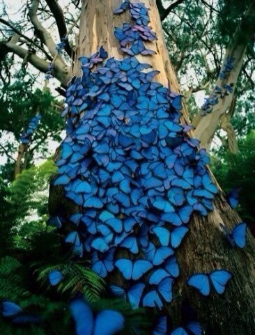   Morpho.   -    