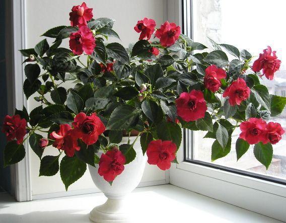 .  (Impatiens)   500      ... - 3