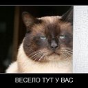 ���� ������, ����-���������, 52 ���� - ��������� 29 ��� 2016 � ������ ������ ��������