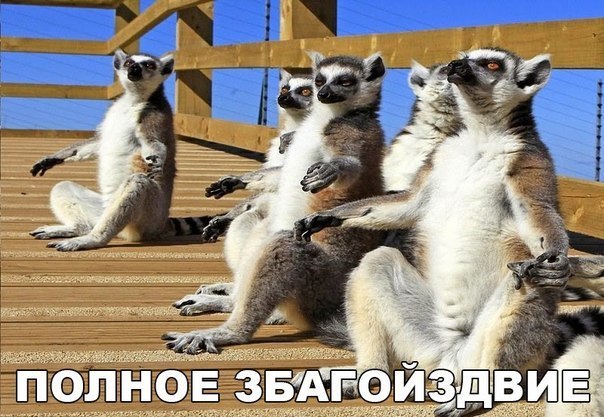 ... - 31  2016  11:24