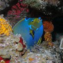 ���� Eric, ����, 61 ��� - ��������� 29 ������ 2016 � ������ �The beauty of the sea�