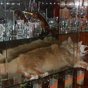  ,  -  14  2016    )))