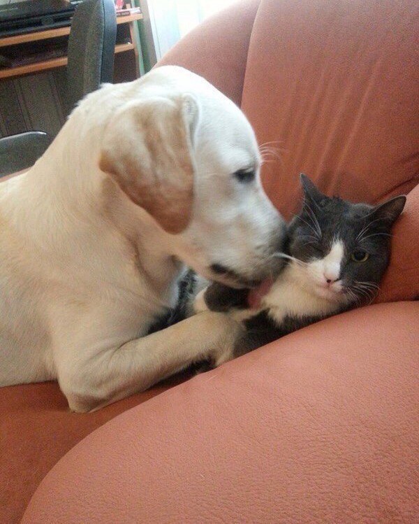 Gigil (, )     ,   ,  ...