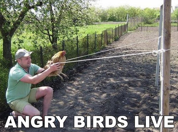  Angry Birds