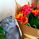 ���� ����, ���������, 41 ��� - ��������� 13 ��� 2016 � ������ ���� ����������