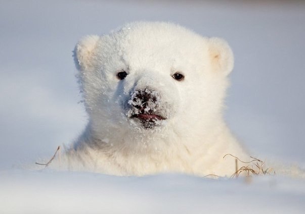  .#animal@travel.blog - 10