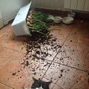 ���� �������, �����-���������, 54 ���� - ��������� 3 ���� 2016 � ������ ������� �������