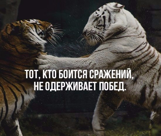 IQ Blog: , , ,  - 19  2016  22:02