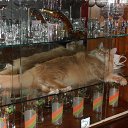  ,  -  14  2016    )))