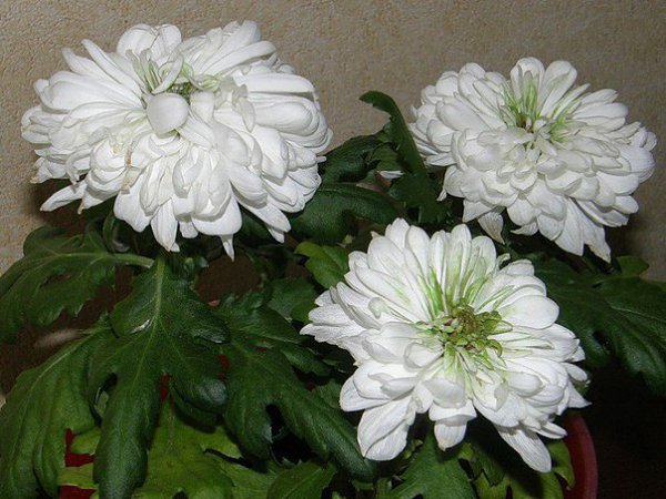  .  Chrysanthemum    ,  ... - 5