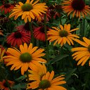 ���� Feliks, ������, 61 ��� - ��������� 26 ���� 2016 � ������ ���� ����������