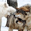 ���� ����, ������, 50 ��� - ��������� 14 ������� 2016 � ������ ������ ��������