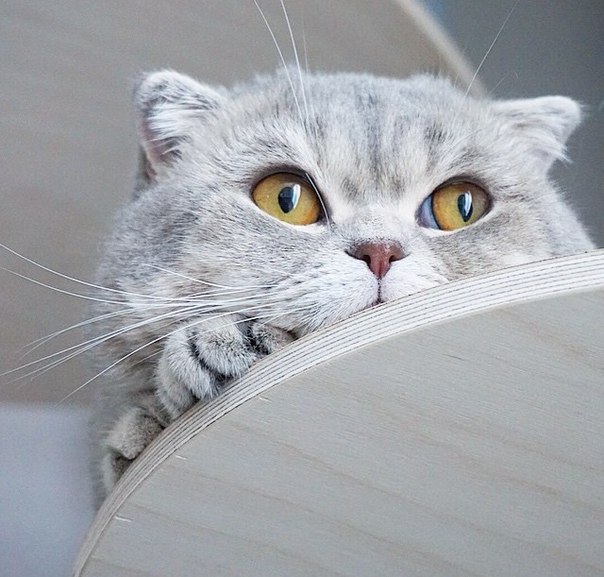 Без кота и жизнь не та - 13 марта 2016 в 08:30 - 5