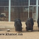 ���� Amgaa Kharsor, ����-�����, 52 ���� - ��������� 17 ���� 2016 � ������ ���� ����������