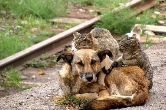 Счастье - это когда Тебя любят за то, что Ты есть... За то какой есть... И невзирая на то, что у ...